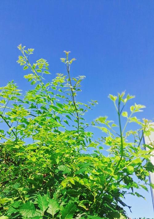 《超凡暴雨平民出装攻略》（打造超强平民出装，成就超凡暴雨）